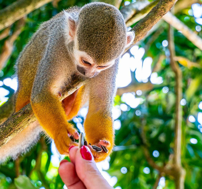 PUNTA CANA Monkeyland